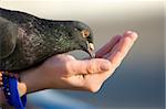 Woman cares of pigeon that is feeding from palm