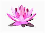 3d rendered illustration of an elegant lotus flower