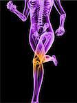 3d rendered illustration of a running female skeleton with highlighted knee joint