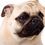 Portrait of a fawn colored Pug dog over white