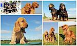composite picture with purebred dogs and puppies cocker spaniel