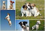 composite picture with purebred dogs and puppies Jack Russel terrier outdoors