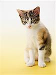 tricolor female kitten on yellow background. Vertical shape, copy space