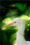 Portrait of young Egret in tropical forest