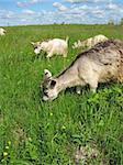 Domestic goats grazing on a meadow