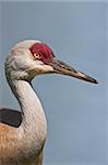 Sandhil Crane - Close up