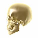 shiny golden skull isolated on white background