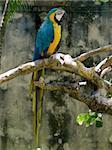 Blue and Yellow parrot