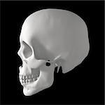 white human skull isolated on dark background