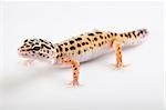 Gecko reptile lizard