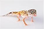 Gecko reptile lizard