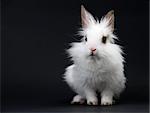 Little White Domestic Rabbit on Black Background