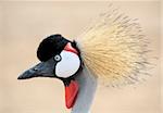 The head is crowned crane, close-up