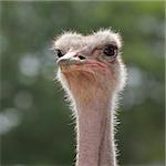 Ostrich at the zoo, head close-ups.
