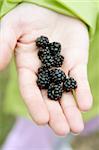 Blackberries on a farmer woman hand in the forest