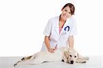 Young female veterinarian taking care of a beautiful labrador dog