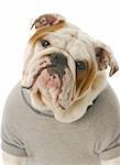 adorable english bulldog wearing grey sweatshirt isolated on white background