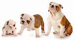 stages of puppy growth - english bulldog puppy stages