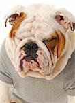 english bulldog with funny expression wearing grey sweater with reflection on white background