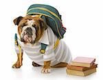 english bulldog wearing striped shirt and back pack with stack of books