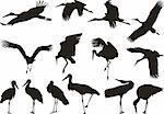 Collection of vector silhouettes on white storks