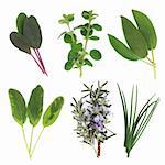 Herb leaf sprigs of sage varieties, chives, oregano and rosemary leaf and flower sprigs, isolated over white background.