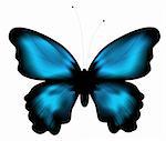 beautiful blue butterfly in a white background