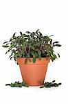 Purple sage herb plant in a terracotta pot with scattered leaf sprigs isolated over white background. Salvia officinalis.