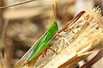 Grasshopper