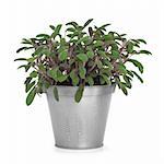 Purple sage herb plant growing in a distressed pewter pot and scattered, isolated over white background. Salvia.
