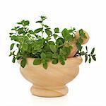 Oregano herb leaf sprigs in a marble mortar with pestle, isolated over white background. Origanum.