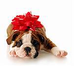 adorable english bulldog puppy with red bow on his head with reflection on white background