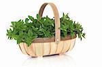 Oregano herb leaf sprigs in a rustic wooden basket, isolated over white background. Origanum.