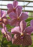 Multi colored pink and purple orchid in a garden