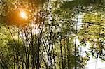 Wild bamboo forest with the setting sun behind