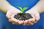 plant in the hand on  green background