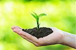 plant in the hand on green background