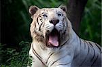 The white tiger yawns. Safari - park. Bali. Indonesia