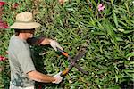 Gardener pruning a lush oleander hedge