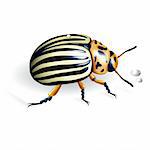 The Colorado potato beetle. Vector illustration