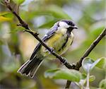 An image of a nice tit bird