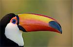 Toco toucan face, close up, with copy space.