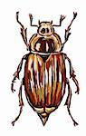 hand painted cockchafer on white background - illustration