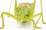closeup on a grasshoppers face isolated on white background
