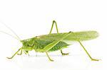 grasshopper from side on white background