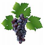 photo realistic grape vector illustration