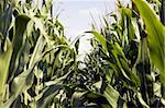 Corn seen from the ground level.