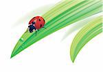 Vector illustration. Ladybird on grass with water drops.