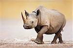 Black Rhinoceros walking on salty plains of Etosha