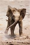 Baby Elephant mock charging; Loxodonta Africana; Etosha